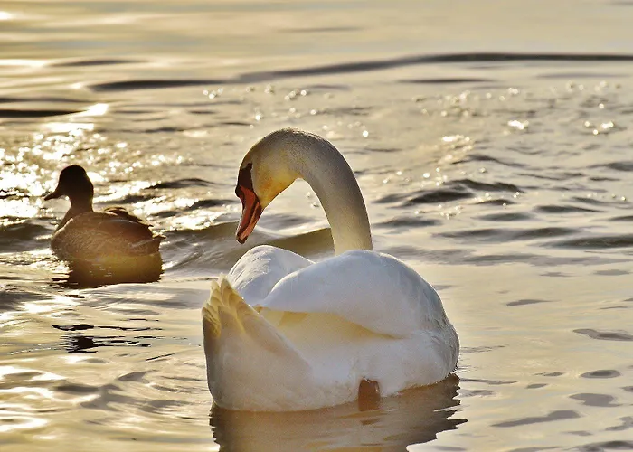 Teddybaerenhotel Kressbronn am Bodensee